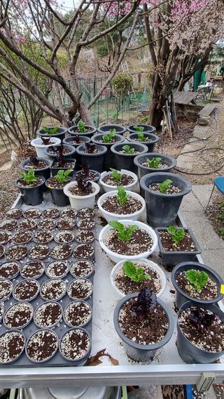 권혁렬님의 상추 · 영농일지 작성글 사진