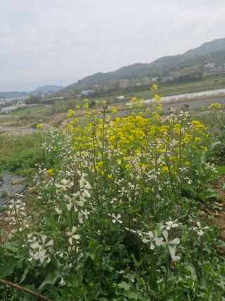 텃밭농사초보님의 고추 · 영농일지 작성글 사진