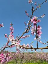 매실6409님의 작성글 사진