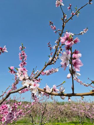 매실6409님의 복숭아 · 영농일지 작성글 사진