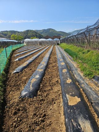 신득경님의 고추 · 영농일지 작성글 사진