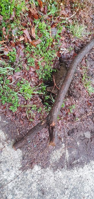 반성식님의 벼 · 영농일지 작성글 사진