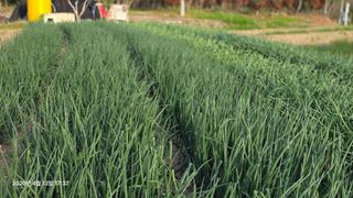 박용열조물주님 님의 양파 · 영농일지 작성글 사진