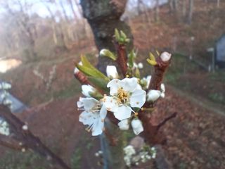 김홍중님의 두릅 · 영농일지 작성글 사진