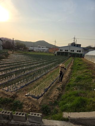 마늘25328님의 기타작물 · 영농일지 작성글 사진