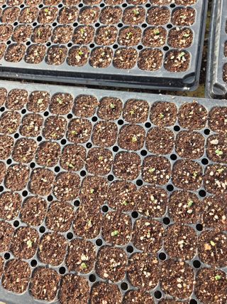 김연숙님의 기타작물 · 영농일지 작성글 사진