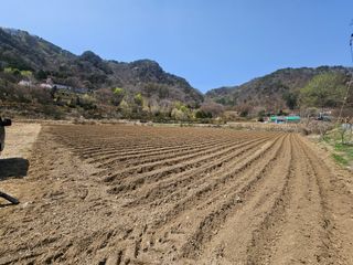 장영흠님의 옥수수 · 영농일지 작성글 사진