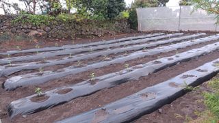 대화21824님의 고추 · 영농일지 작성글 사진