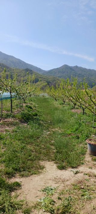 김 연님의 자두 · 영농일지 작성글 사진