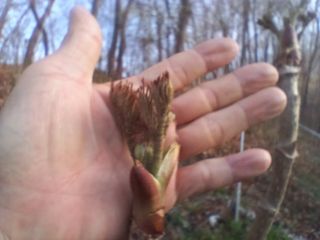 김홍중님의 두릅 · 영농일지 작성글 사진