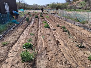 하중규(고추 재배)님의 고추 · 영농일지 작성글 사진
