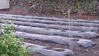 대화21824님의 고추 · 영농일지 작성글 사진