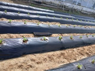 최남옥님의 기타작물 · 영농일지 작성글 사진