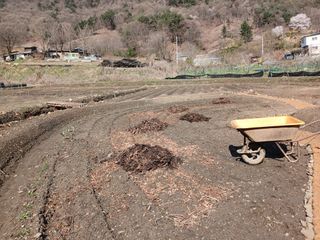 김홍중님의 두릅 · 영농일지 작성글 사진