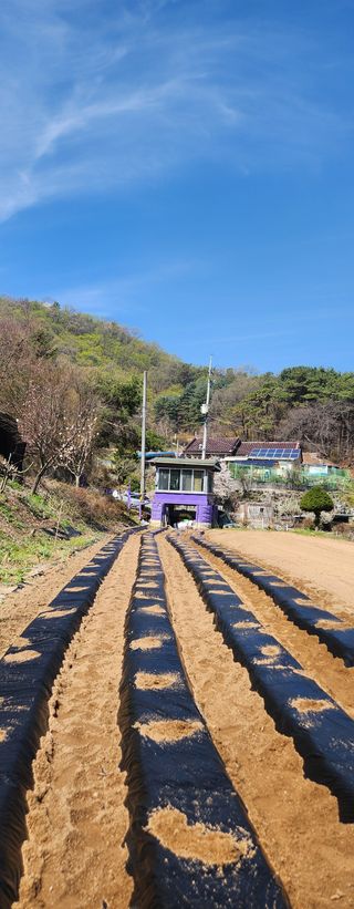 안나님의 기타작물 · 영농일지 작성글 사진