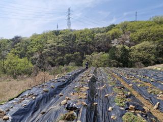 텃밭농사초보님의 고추 · 영농일지 작성글 사진