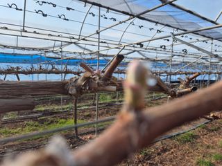 정일식님의 포도 · 영농일지 작성글 사진