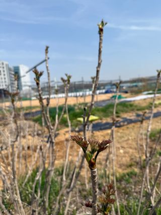 베리의정원님의 두릅 · 영농일지 작성글 사진