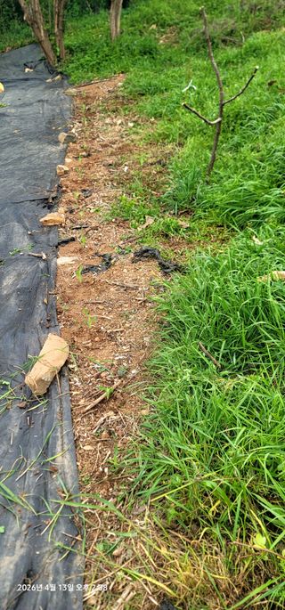 박종화님의 기타작물 · 영농일지 작성글 사진