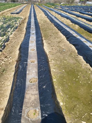 전선경님의 기타작물 · 영농일지 작성글 사진