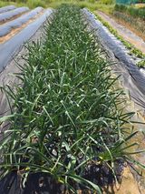 팜모닝 기타작물·영농일지 게시글 이미지