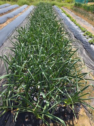 텃밭입문님의 작성글 사진