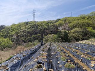 텃밭농사초보님의 고추 · 영농일지 작성글 사진