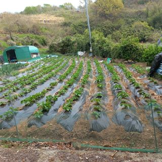 김건우님의 감자 · 영농일지 작성글 사진