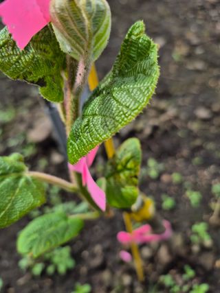 송창언님의 기타작물 · 영농일지 작성글 사진