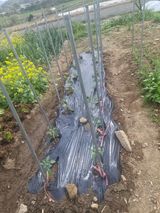 팜모닝 고추·영농일지 게시글 이미지