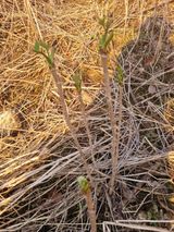 팜모닝회원 정정섭 님의 작성글 사진