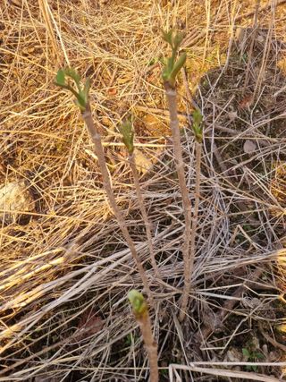 팜모닝회원 정정섭 님의 블루베리 · 영농일지 작성글 사진