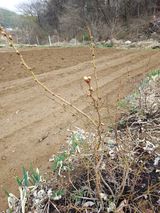 팜모닝 고구마·영농일지 게시글 이미지