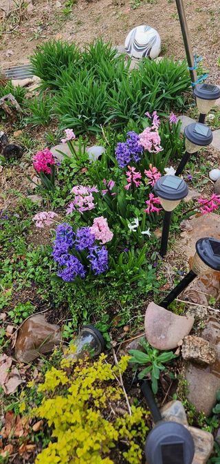 안나님의 기타작물 · 영농일지 작성글 사진