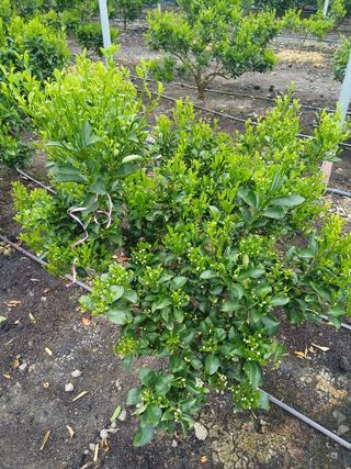 라이온3241님의 귤 · 영농일지 작성글 사진