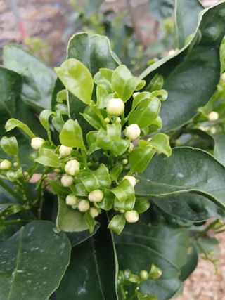 라이온3241님의 귤 · 영농일지 작성글 사진