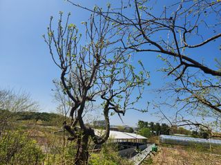 꿀복이농장님의 두릅 · 영농일지 작성글 사진