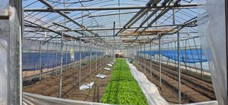 강연수님의 고추 · 영농일지 작성글 사진