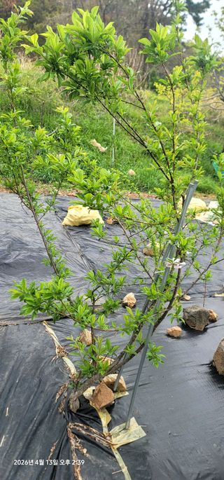 박종화님의 기타작물 · 영농일지 작성글 사진