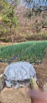 매실21434님의 작성글 사진