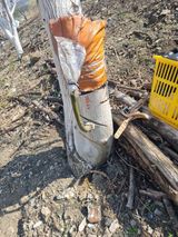 팜모닝 기타작물·영농일지 게시글 이미지