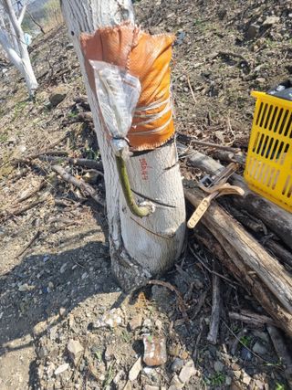 김용대님의 기타작물 · 영농일지 작성글 사진