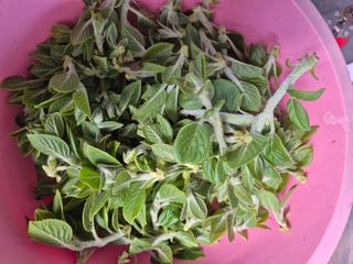 정일식님의 기타작물 · 영농일지 작성글 사진