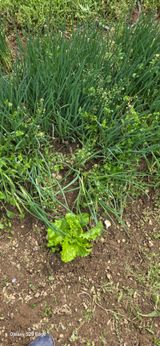 경주농장님의 작성글 사진