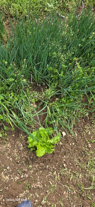 경주농장님의 파 · 영농일지 작성글 사진