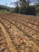 팜모닝 기타작물·영농일지 게시글 이미지