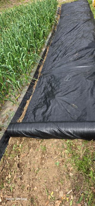 경주농장님의 파 · 영농일지 작성글 사진