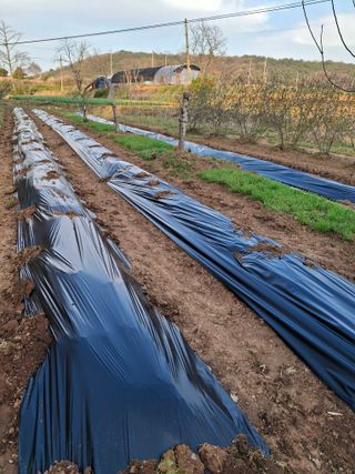 박덕남님의 고추 · 영농일지 작성글 사진