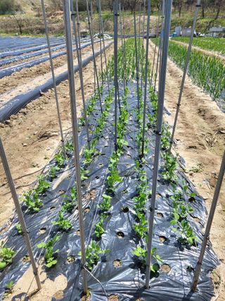 전선경님의 기타작물 · 영농일지 작성글 사진