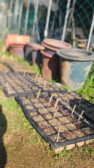 어설픈촌넘님의 기타작물 · 영농일지 작성글 사진